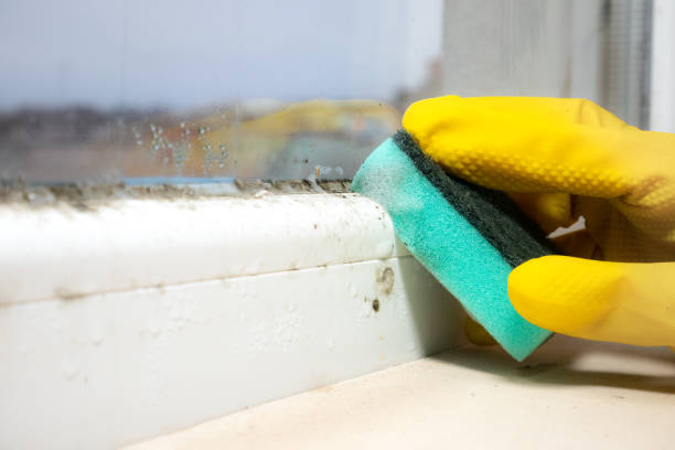 Best Attic Mold Removal  in Moscow, PA